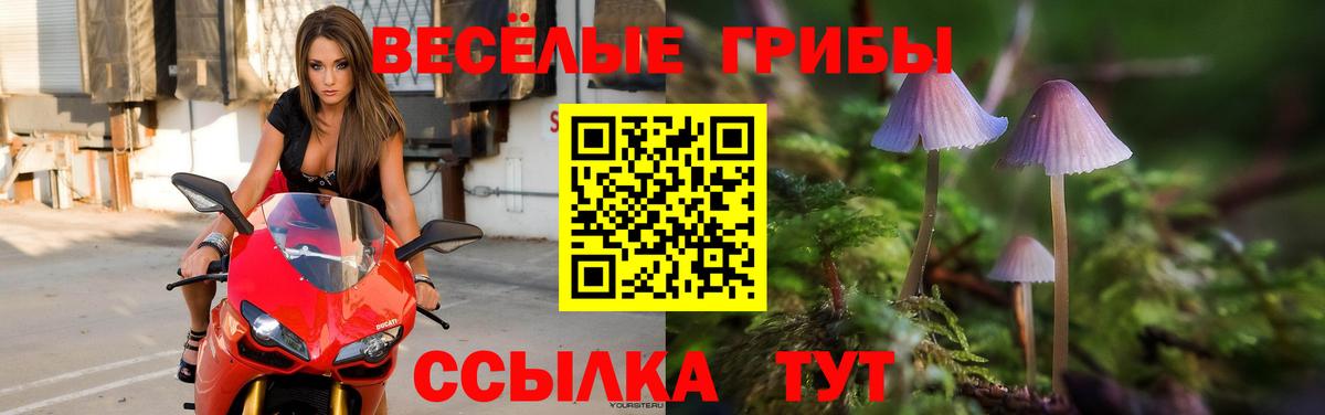 Псилоцибиновые грибы Psilocybine cubensis Минеральные Воды